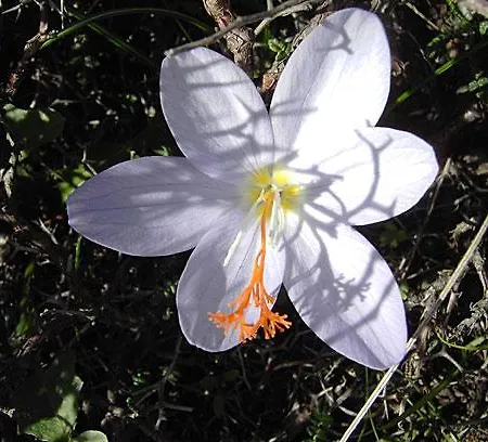 Lejlighedshotel Dorana & Trekking 4*